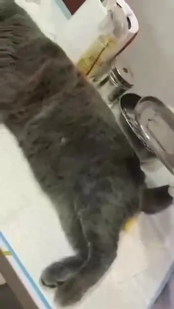 Кот у ветеринара в шоке