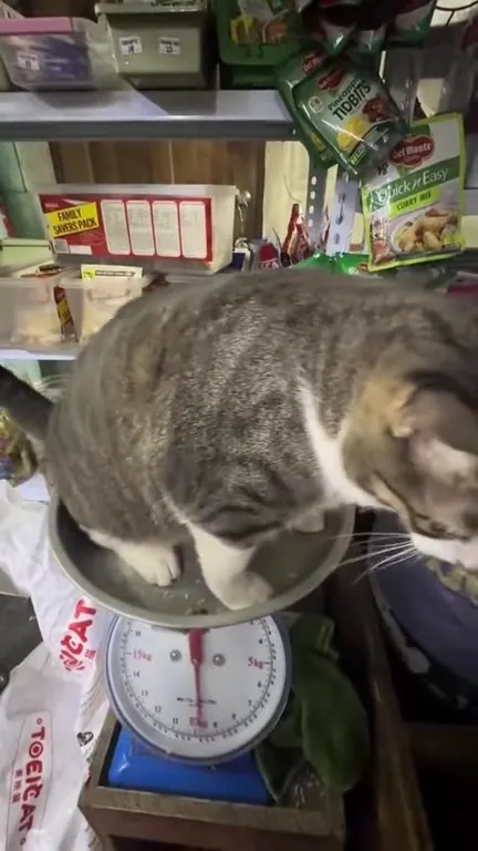Кот взвешивается на весах