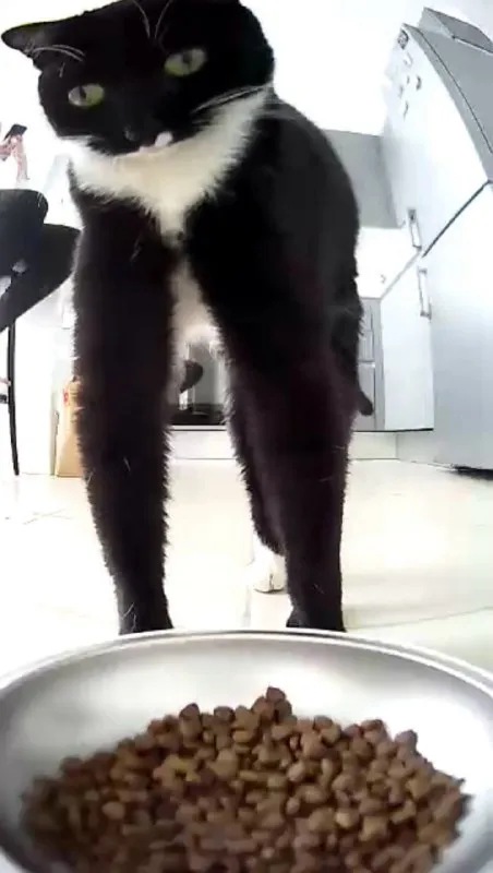 Кот смотрит на миску