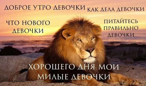 Лев желает доброго утра девочкам