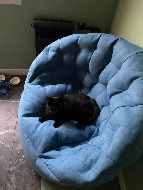 Кот на роскошном троне