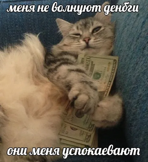 Кот, которого успокаивают деньги