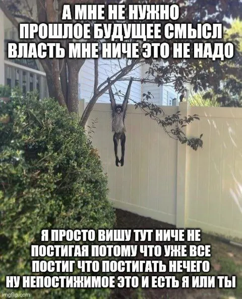 Обезьяна висит в просветлении