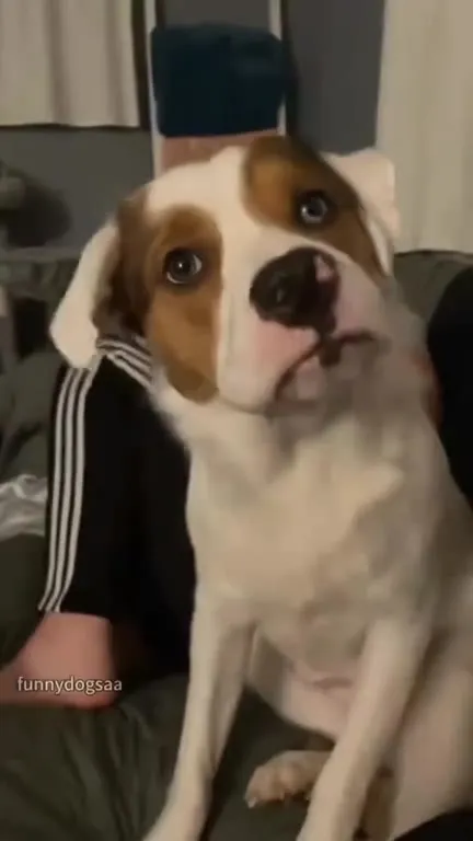 Dogs React to Everything
