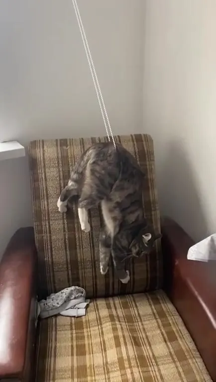 Кот, который застрял на кресле