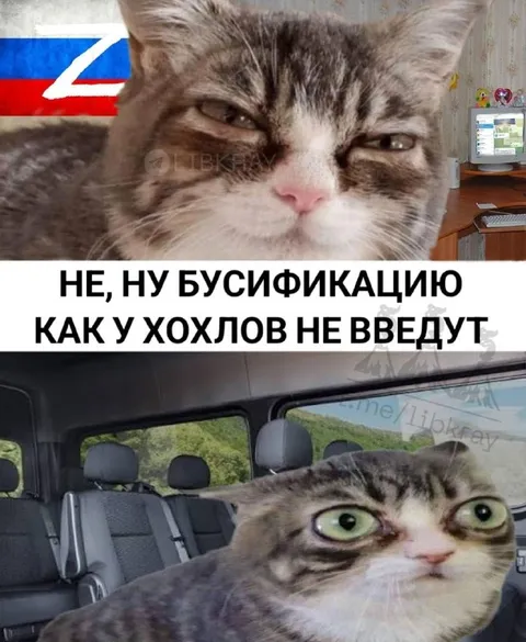 Кот узнал про бусификацию