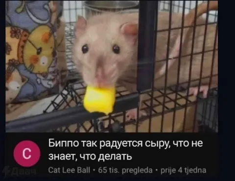 Биппо радуется сыру