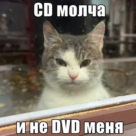 Кот молча смотрит в окно