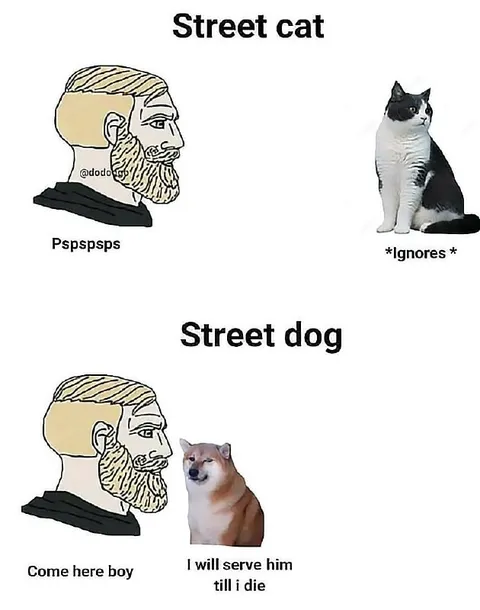 Street Cat Versus Street Dog