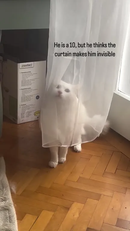 Invisible Curtain Cat