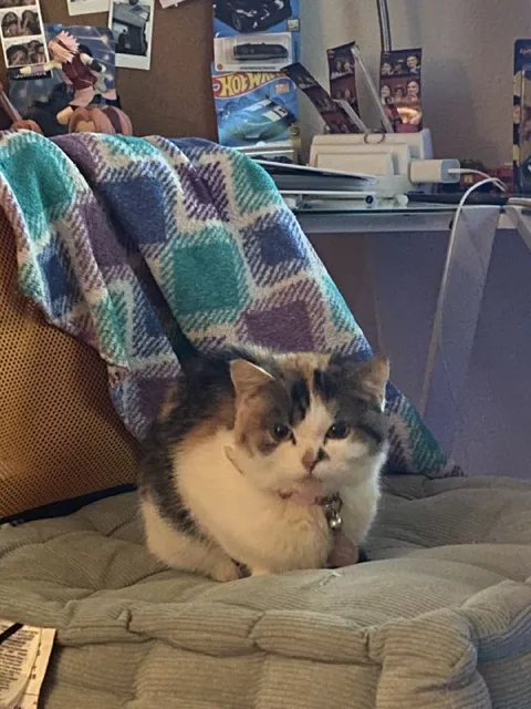 Кот в уютном кресле