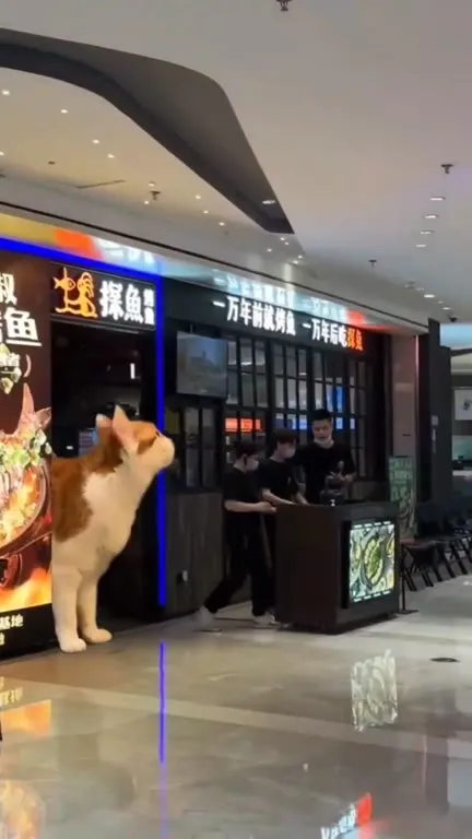 巨型橘猫闯进烤鱼店