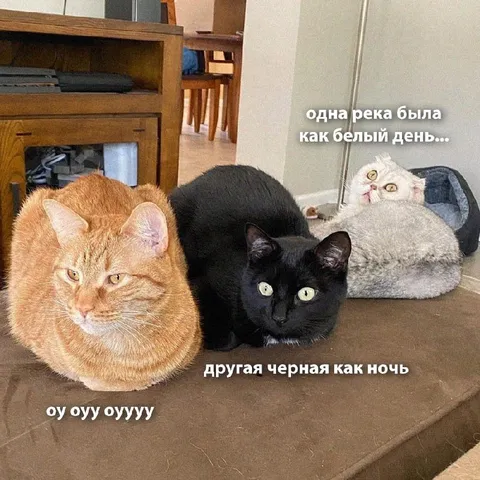 Три кота и две реки