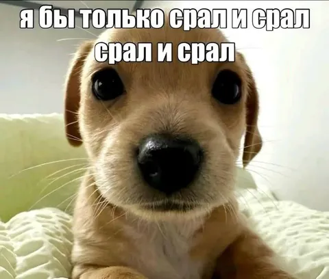 Щенок хочет только спать