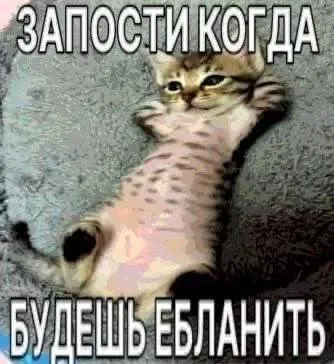 Котёнок просит запостить