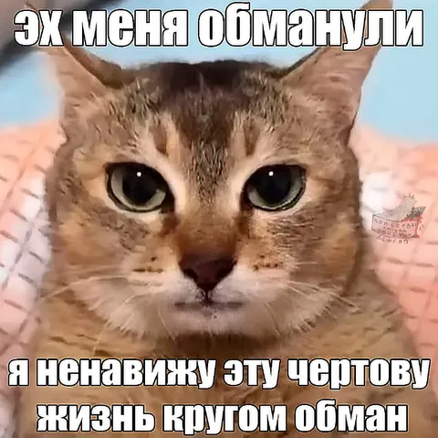 Кот, которого обманули