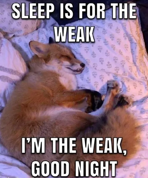 Sleep Is for the Weak Fox