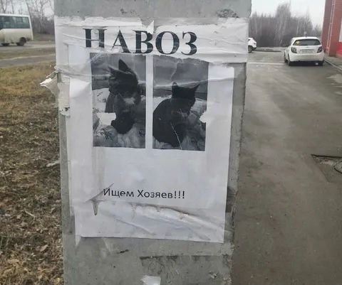 Навоз ищет хозяев