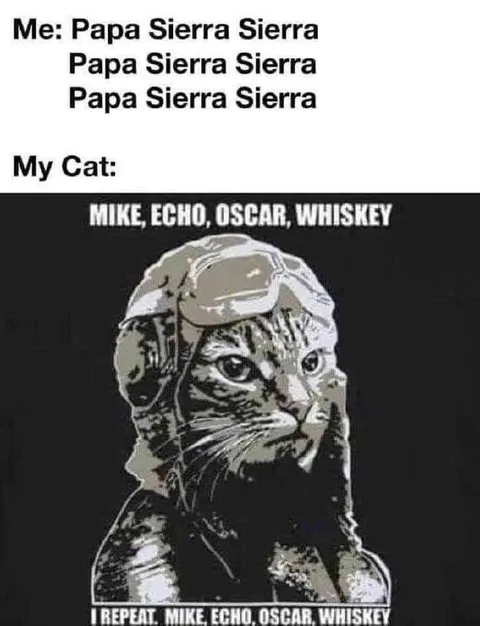 Cat Repeats the Phonetic Alphabet