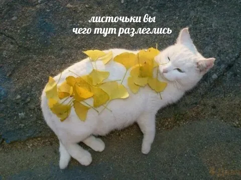 Кот среди осенних листьев
