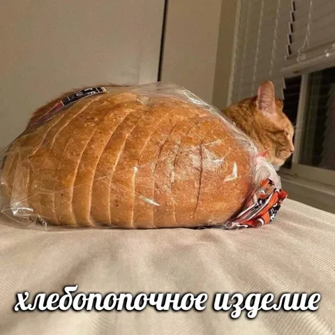 Кот в хлебном изделии