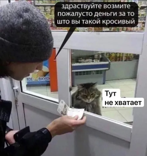 Кот просит денег за красоту
