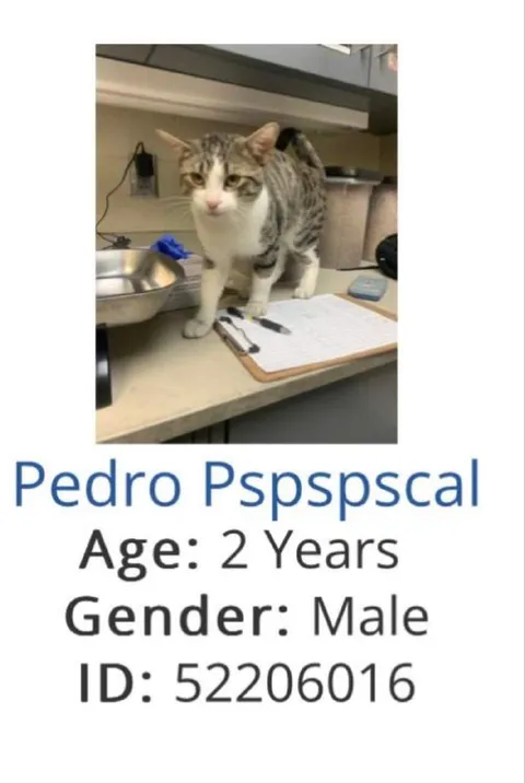 Pedro Pspspscal Cat ID
