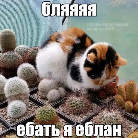 Кот среди кактусов