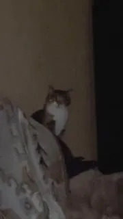 Кот с сияющими глазами