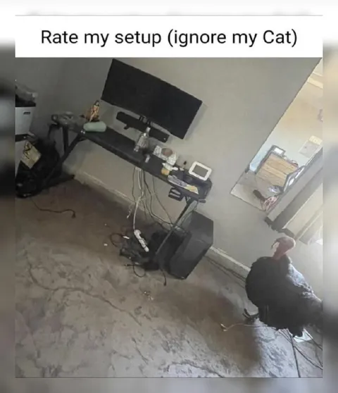 Rate My Setup Cat Reveal