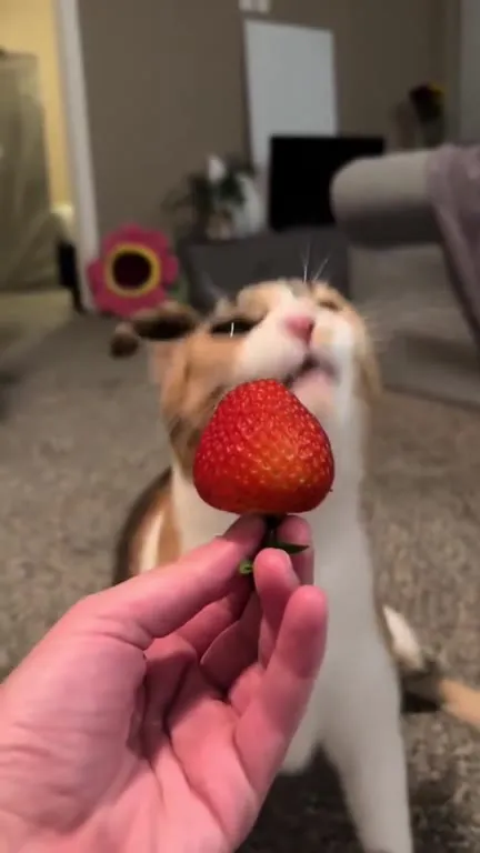 Кошка охотится за клубникой