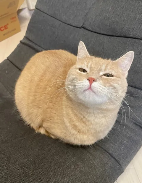 Недовольный рыжий кот