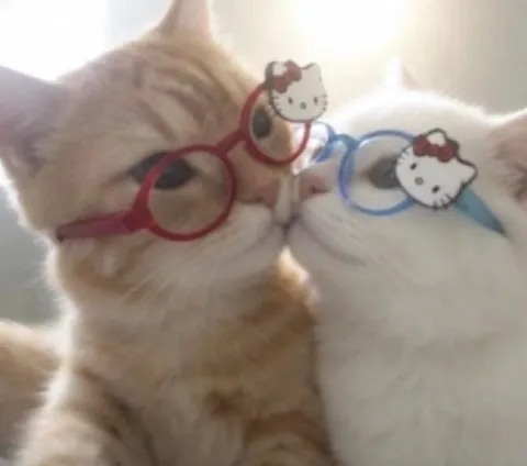 Коты в очках Hello Kitty