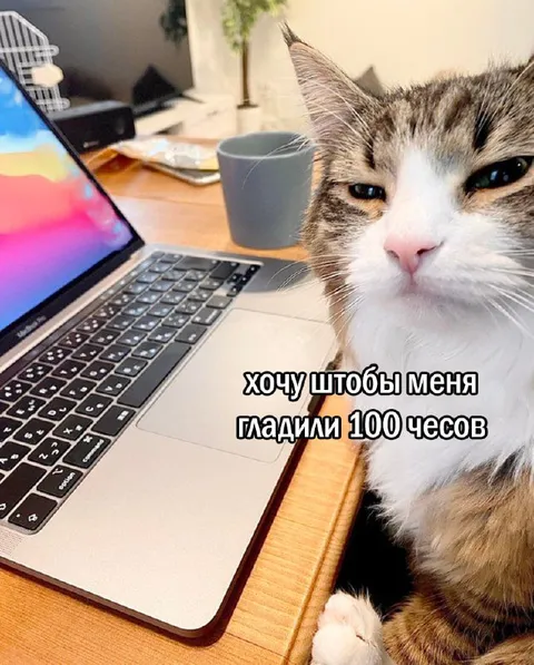 Кот хочет, чтобы его гладили