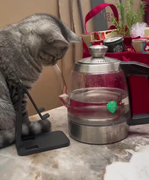 Кот пьёт чай из чайника