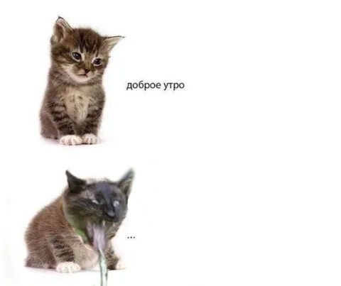 Доброе утро, котёнок