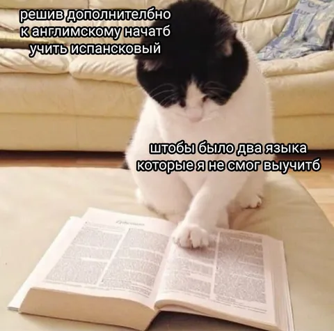 Кот учит два языка