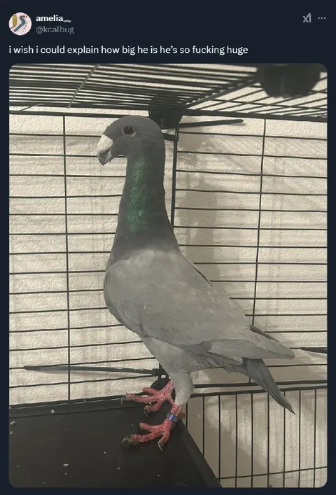 Huge Pigeon in a Cage
