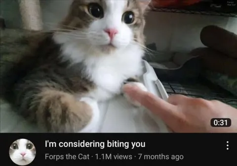 Cat Considering Biting You