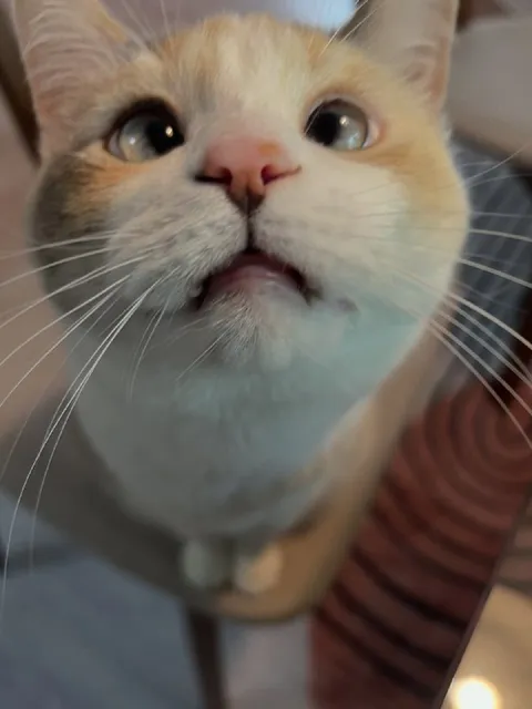 Кот с ошарашенным взглядом