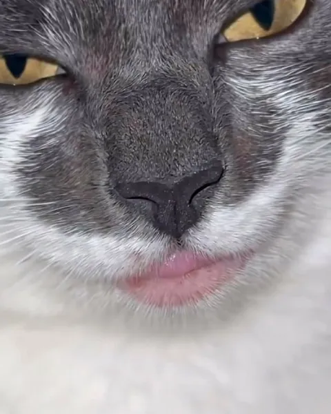 Кот с высунутым языком