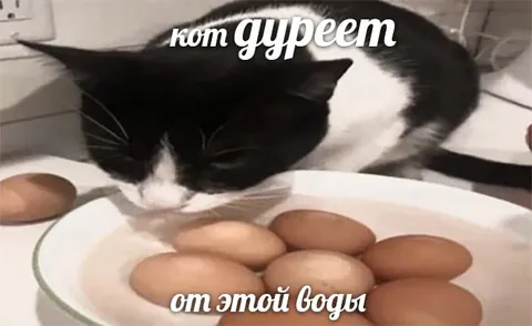 Кот дурeет от воды