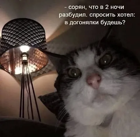 Кот будит в два ночи