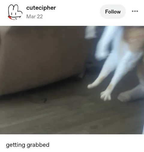 Getting Grabbed Cat