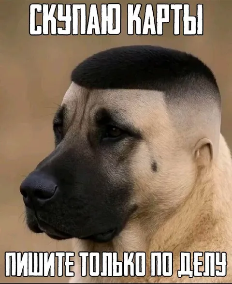 Собака с деловым выражением