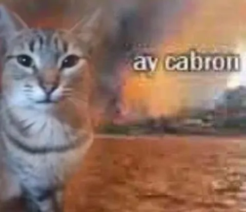 Gato diciendo ay cabrón