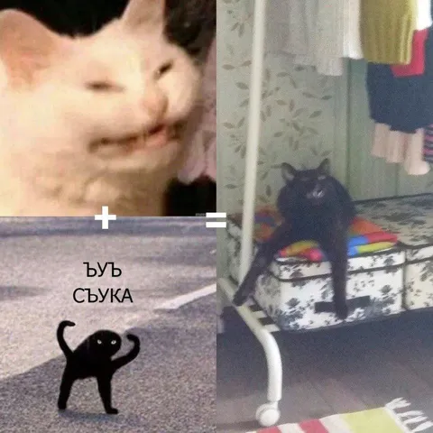 Кот плюс сучка