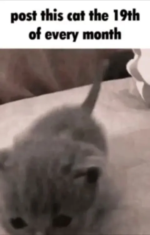 Post This Cat Every Month