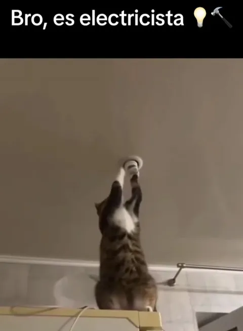 El gato electricista en acción