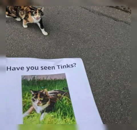 Have You Seen Tinks?